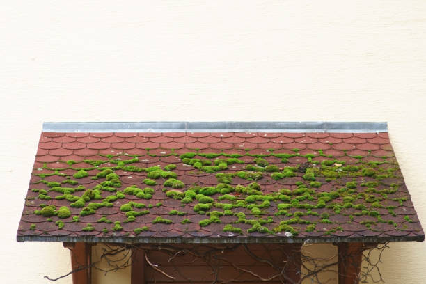 démoussage, une étape essentielle du nettoyage de toiture, élimine efficacement ces envahisseurs, prolongeant la durée de vie de la toiture.